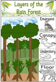 Rainforest Lessons Tes Teach In 2020 Rainforest Classroom Rainforest Preschool Rainforest Activities