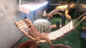 9 Diy Pet Playgrounds That Are Paw Sitively Perfect Bearded Dragon Habitat Diy Beard Bearded Dragon Terrarium Diy