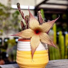 Image result for Stapelia gigantea