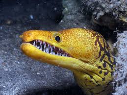 Half Crocodile Half Baraccuda Just Kidding Of Course The Fangtooth Moray Eel Sports A Mouth Filled With Shards Of Gl Moray Eel Ocean Creatures Weird Animals
