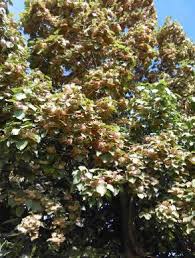 Image result for Dombeya torrida