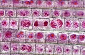 We did not find results for: What S The Difference Between Mitosis And Meiosis Mitosis Meiosis Meiosis Activity