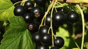 Phytochemical characterization of commercial processed blueberry, blackberry, blackcurrant, cranberry, and raspberry and their antioxidant activity. Black Currant Extract Black Currant Powder Artemis International