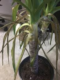 Many species of yucca plants are ideal ornamental plants for garden landscapes. Ask A Question Forum Yucca Cane Leaves Dying Garden Org