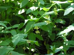 Image result for Streptopetalum