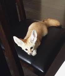 Fennec Fox For Sale | Janda Exotics Animal Ranch | United States