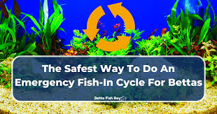Fish Tank Cycling - Ratemyfishtank.Com