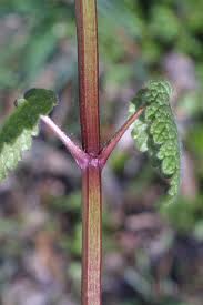 Image result for Lamiaceae