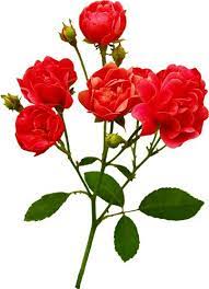 سكرابز أوراق أشجار روعة للتصميم سكرابز ورود للتصميم جميلة جدا flowers rose plants