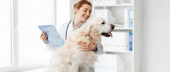 Les symptômes de la maladie de lyme sont assez rapprochant de ceux de l'homme. Comprendre La Maladie De Lyme Chez Le Chien