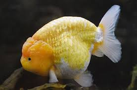 Ranchu Goldfish Aquarium Fish Golden Fish