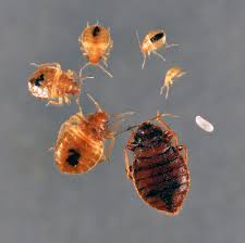 Home bureaus & offices > under secretary for management. Welcome To Jefferson County New York Bed Bug Information
