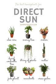 Direct Sun Plants Plants House Plants For Beginners Household Plants