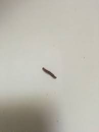 Er befällt sowohl pflanzliche als auch tierische produkte. Hilfe Zuhause Im Badezimmer Was Ist Das Fur Eine Raupe Maden Insekten Zu Hause Wurmer