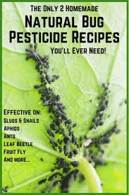 This natural form of pest control, adding beauty to our gardens or nutrition to our bodies, sounds so much better than the a lot of vegetable plants will thrive when petunias are planted close by, as petunias trap so many bugs and pest insects. The 2 Best Homemade Natural Pesticide Recipes Natural Pesticides Garden Bug Spray Bug Spray For Plants