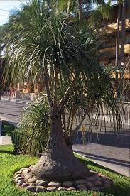 We did not find results for: 150 Best Ponytail Palm Ideas Pony Tail Palm Plants Palm