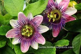 More evidence is needed to rate passionflower for these uses. Passion Flower Vine Care How To Grow Passiflora Caerulea Indoors