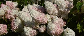 Image result for Gaertnera paniculata