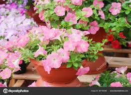 Image result for foto petúnie