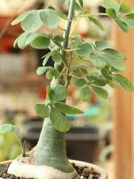 Image result for Adenia glauca