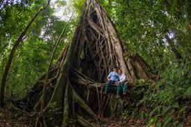Come check them out and get. Sticky Rice Travel Photostream Borneo Rainforest National Geographic Photographers Rainforest Destruction