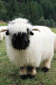 Omg You Can T Even See His Lil Face 3 P Susseste Haustiere Tiere Schafe