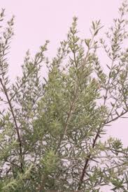 Hardy and reliable in a variety of climates and soils. Westringia Wynyabbie Gem Wholesale Plant Nursery Melbourne