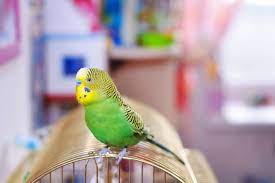 Visit michelson found animals for pet resources today. The 10 Easiest Pets To Care For Earth Com