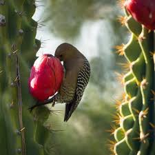 Backyard Birds Of Arizona Desert Pin On Woody Woodpeckers