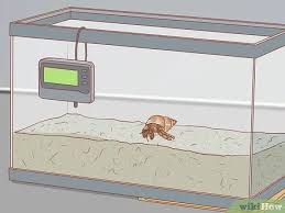 Wartleves hermit crab shells 17 pcs，growth shells (10 types) for fish tanks landscape decorations home decoration crafts crapelles reptile kit terrarium green cage gecko habitat insect enclosure pet tall tank frog carrier tortoise aquarium snail container hermit crab house spider. How To Set Up A Crabitat 15 Steps With Pictures Wikihow