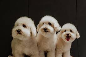 Home/store/beauty & grooming/kahot professional salon hair stylist cosmetology uniform hairdressing cape hairdresser work clothes hair beauty spa guest client kimono gown dog pet grooming smock (black). Dogman Tokyo S Most Popular Canine Stylist