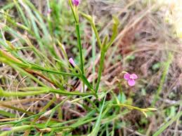 Image result for Canscora alata