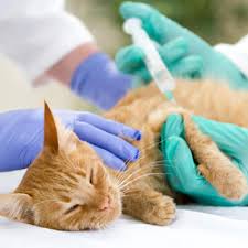 Lymphoma is a type of cancer where the normal functioning of a particular type of white blood cell (wbc) called lymphocyte is disrupted. Radio Iodine Treatment For Thyroid Cancer Bishops Stortford Vets