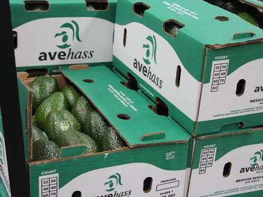 Avehass | La mejor Empresa Exportadora de Aguacate