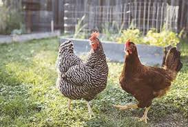 Ask your veterinarian or local cooperative extension agent about the best food. Backyard Chickens Caring And Raising Your Flock Grange Co Op