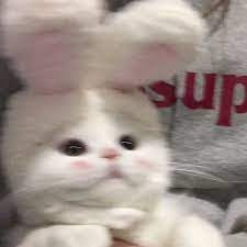 See more ideas about matching profile pictures, anime couples drawings, cute anime couples. Cute Cats Cute Cats Cute Baby Cats Baby Cats