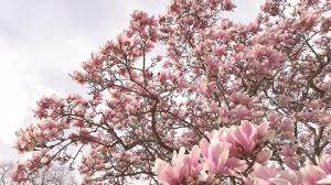 Check spelling or type a new query. Beautiful Pink Peach Tree Flower Stock Footage Video 100 Royalty Free 15537829 Shutterstock