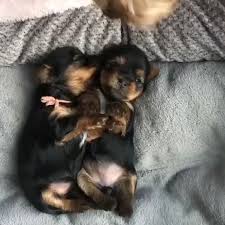 Maybe you would like to learn more about one of these? Pin On Yorkshire Terrier