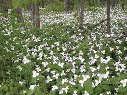 It does best in southern wisconsin, where it will grow from one to five feet and flower from august to november. Spring Ephemeral Wildflowers Door County Pulse