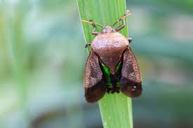 Here, we review traps for commonly encountered pests in the home, garden, and landscape. 5 Most Destructive Pests In Rice Farms Topbest Blog