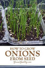 Keep the soil evenly moist as your seeds germinate. How To Grow Onions From Seed Green Onions Growing Growing Spring Onions Growing Onions From Seed