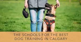 Best friends dog training offers clients a board and train dog training program that is convenient and beneficial for both dog and owner. The 13 Schools For The Best Dog Training In Calgary 2021