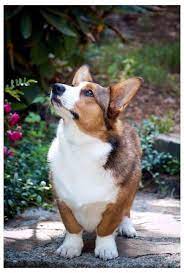 We have been actively breeding and showing our corgis for the last 17+ years. Sable Cardigan Corgi Beautiful Sable Corgi You Don T See A Lot Of This Color Mine Charlie Was So Beautiful Corgi Corgi Dog Pembroke Welsh Corgi Facts