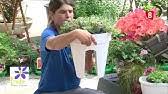 El techo, es solo uno de los muchos lugares donde podrás colgarlas. 10 Plantas Colgantes De Exterior De Sol Y De Sombra Youtube