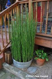 Good Idea For Multiple Reasons 1 Equisetum Grows So Quickly And Make Even The Newest Newbie Of A Gardener Feel Accomplished And Happy 2 Equisetum Can Get Ou Garten Zengarten Teichpflanzen