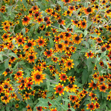 Image result for Brownleea parviflora