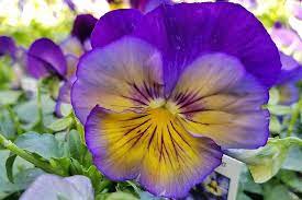 Flowers to plant now nz. 10 Autumn Flowers To Make You Fall Crewcut Lawn Garden