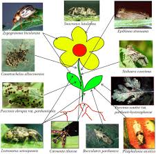 Image result for Sporobolus mildbraedii