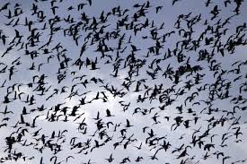 نتیجه جستجوی لغت [flock] در گوگل