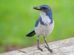 Image result for Thecacoris spathulifolia